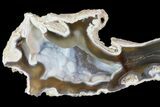 Agatized Fossil Coral Geode - Florida #82826-1